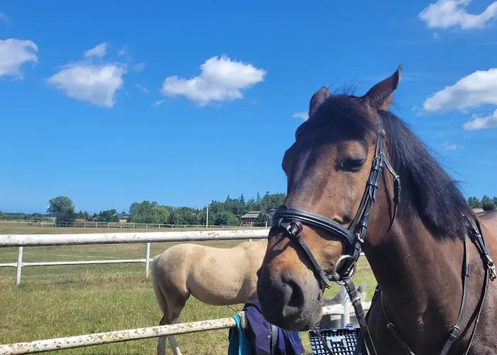 Krokowa Nad Morzem Гостевой дом Karwienskie Bloto